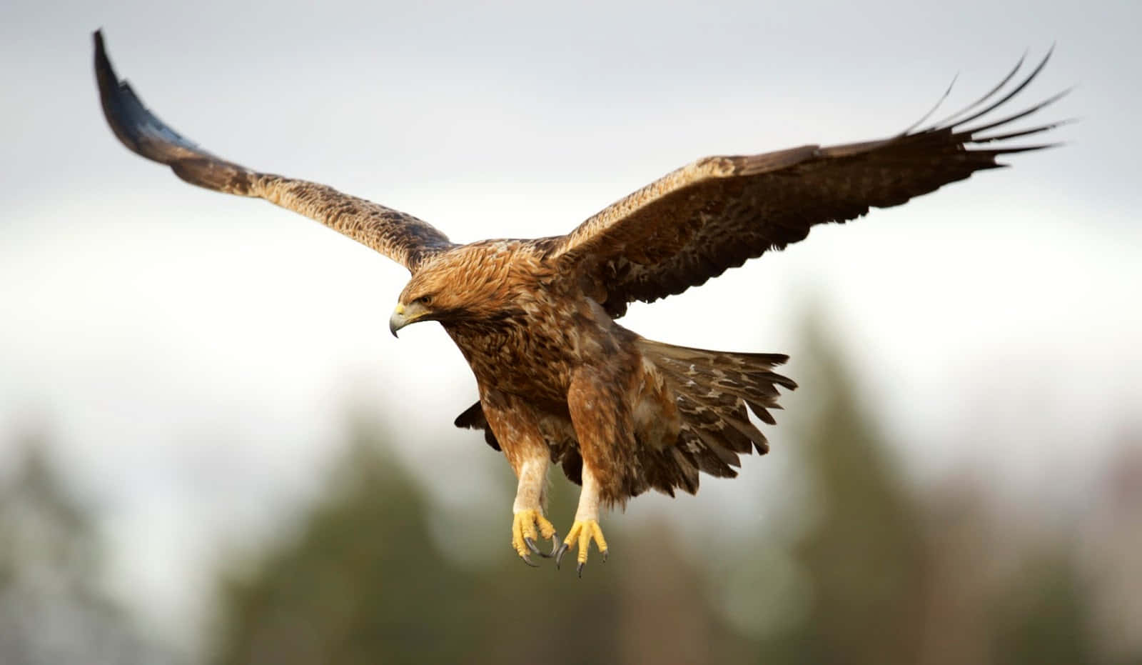 An intimidating Golden Eagle looks out over its hunting grounds