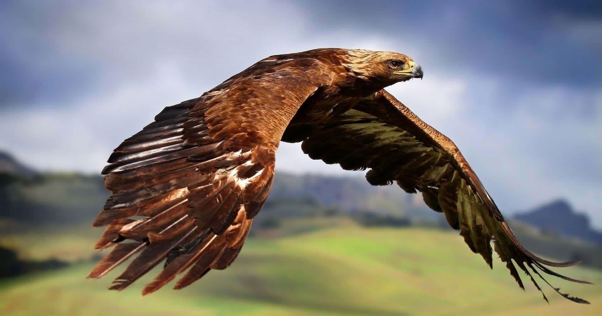Majestic Golden Eagle Swooping Through the Sky