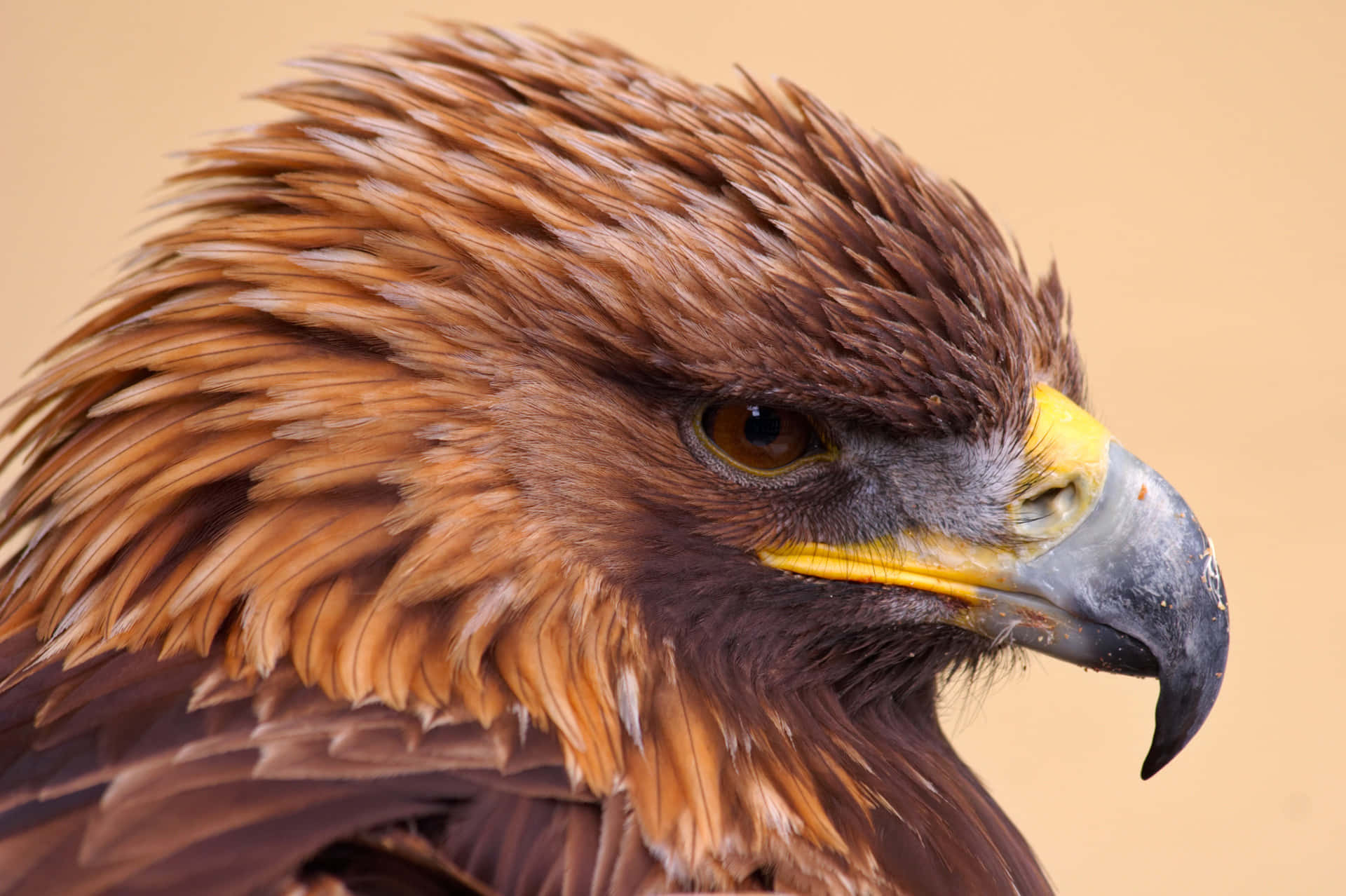 Majestic golden eagle soaring over the mountain ridge
