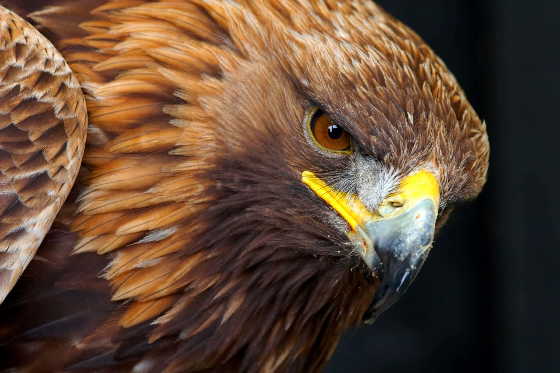 Majestic Golden Eagle Flying in its Natural Habitat