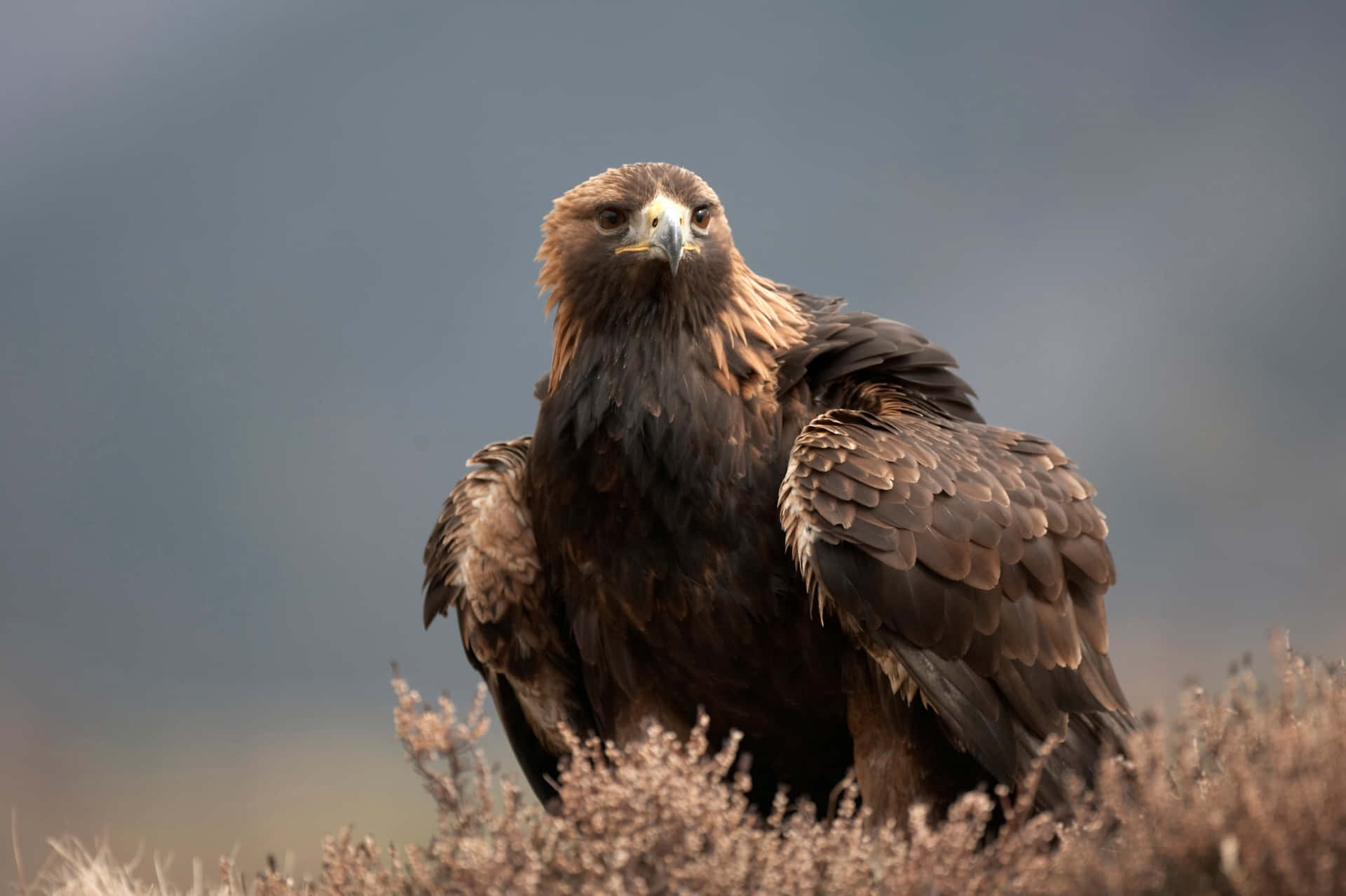 Magnificent Golden Eagle Soaring Over Mountain Range