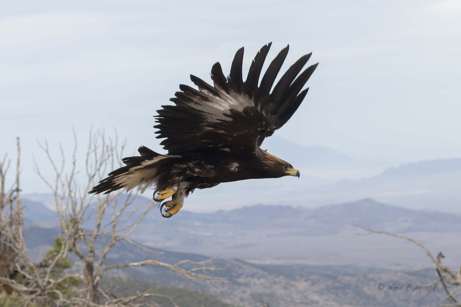 A Golden Eagle Flying Over A Mountain