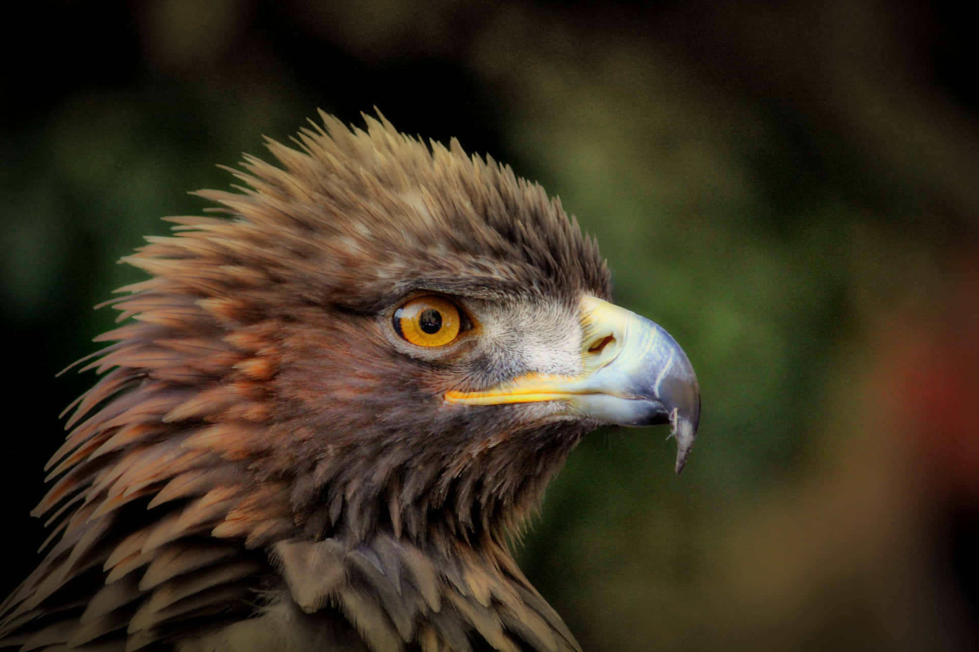 A majestic golden eagle soars above a mountainous landscape