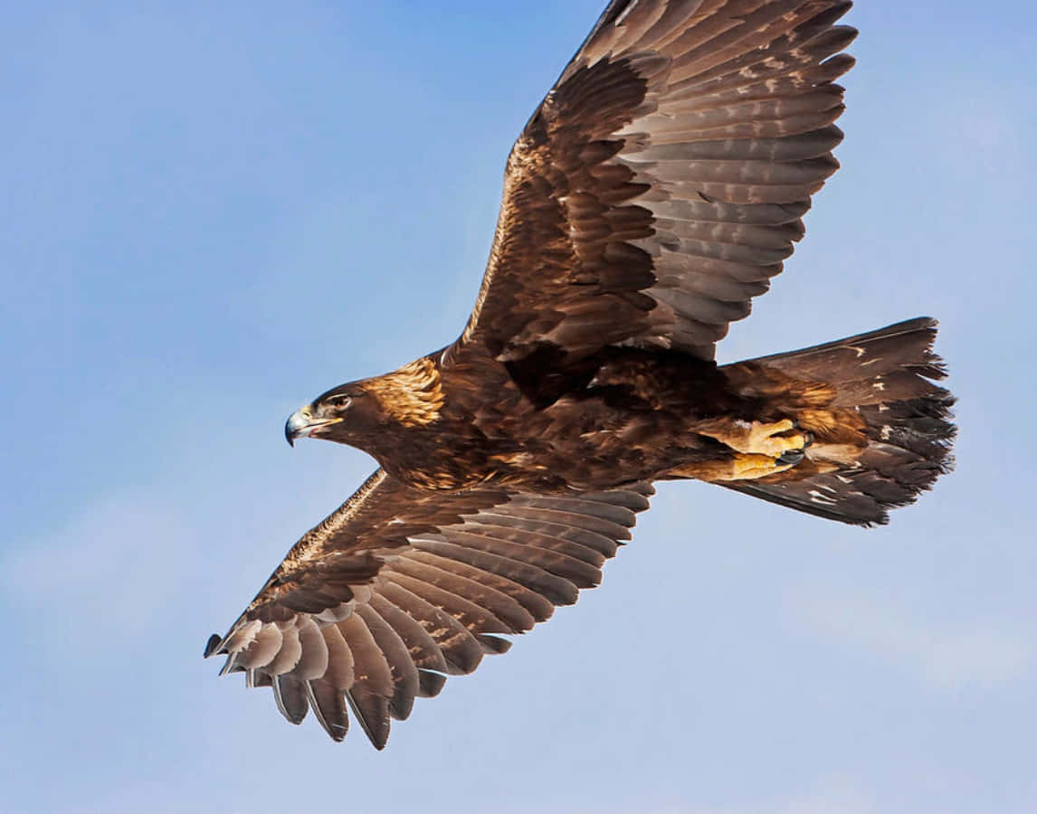 The Majesty of Nature: A Golden Eagle Soaring Through the Sky