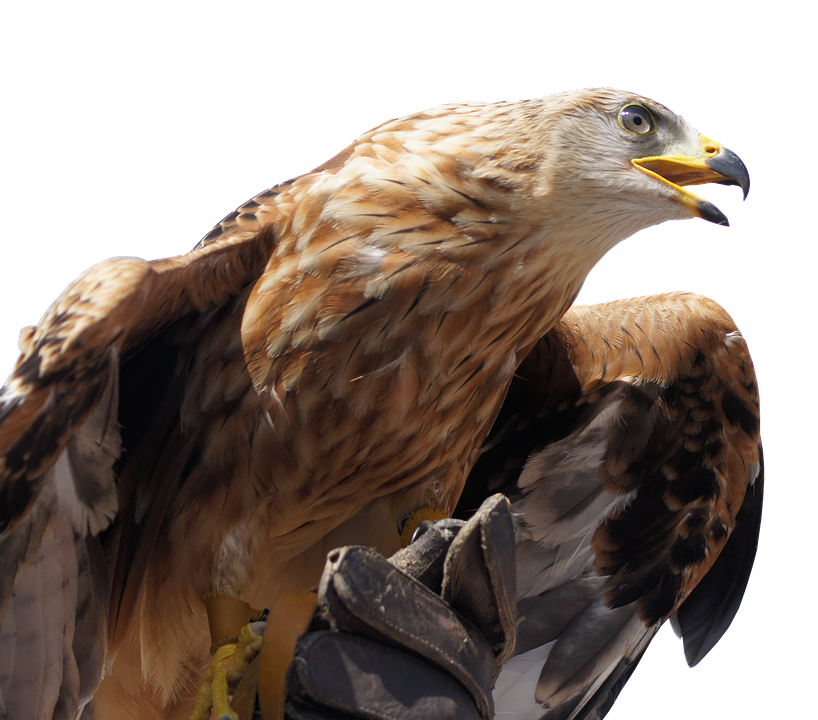 Golden Eagle Profile PNG