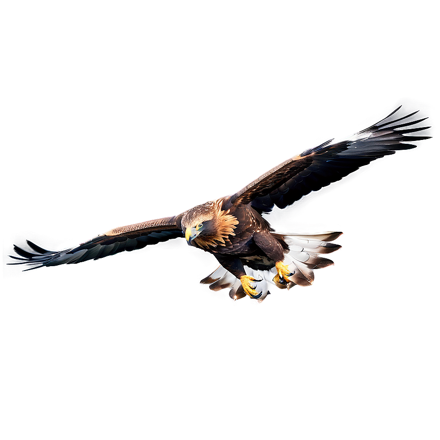 Golden Eagle Reflection Png 73 PNG