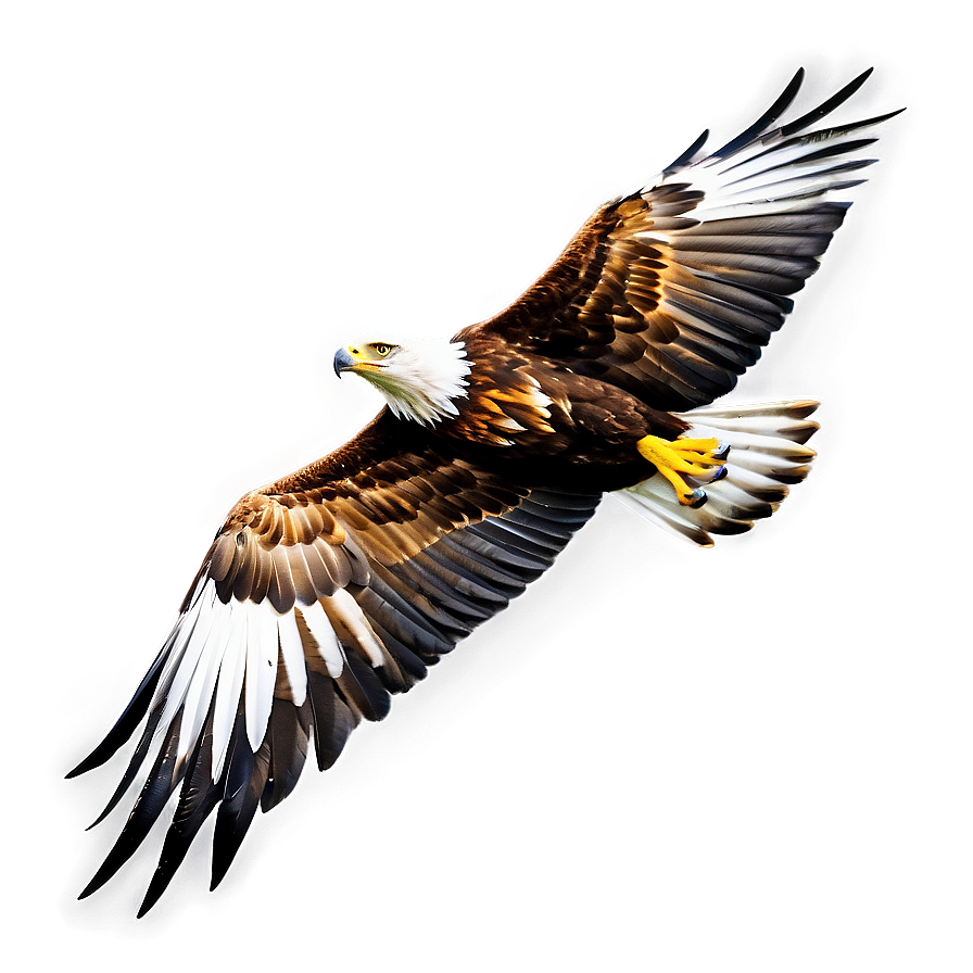 Golden Eagle Side View Png 6 PNG