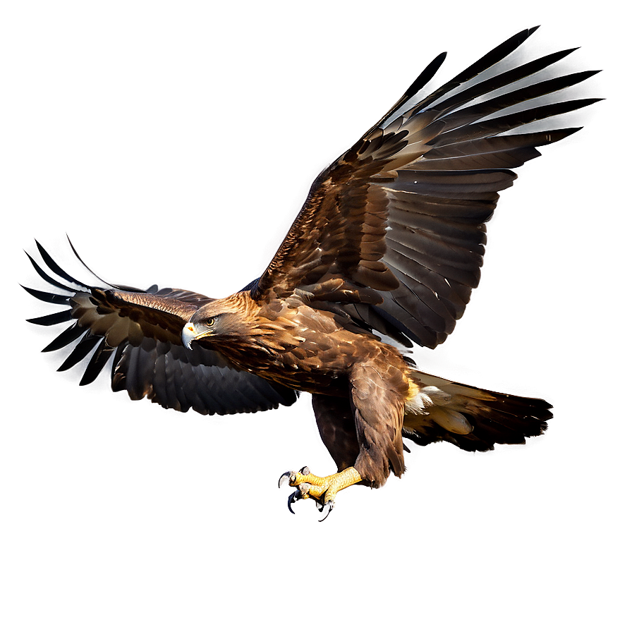 Golden Eagle Taking Off Png 14 PNG