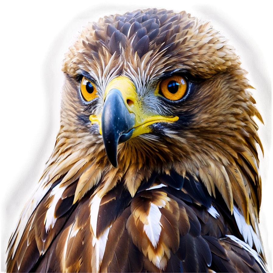 Golden Eagle With Piercing Eyes Png 87 PNG