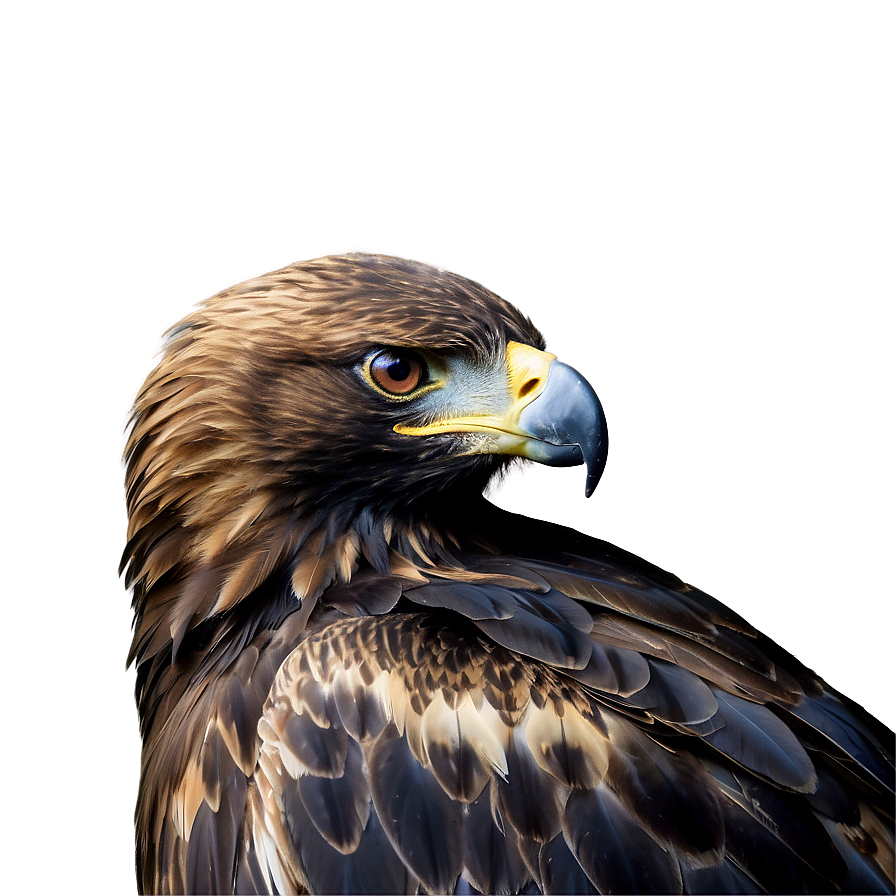 Golden Eagle With Prey Png Yew71 PNG