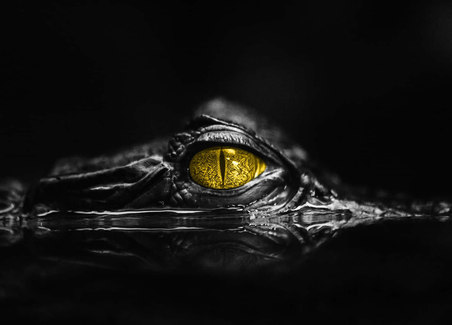 Golden Eyed Crocodile Peering Through Darkness.jpg Wallpaper