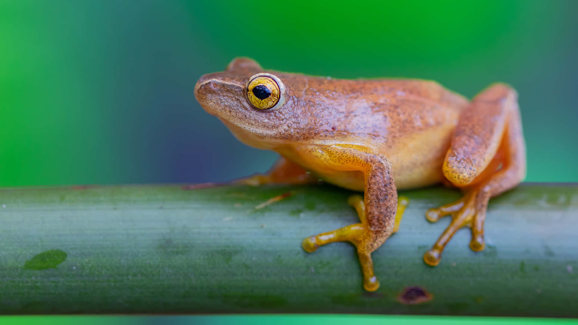 Katak Bermata Emas Di Atas Batang Hijau Wallpaper