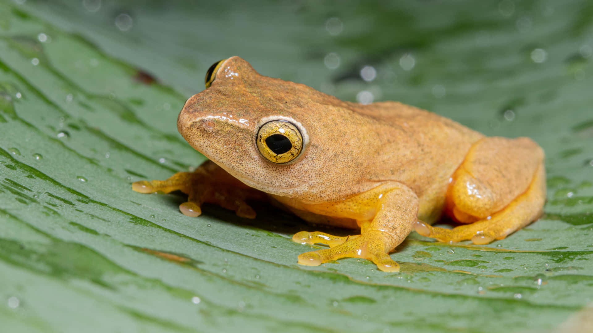 Golden Eyed Frog On Leaf Wallpaper