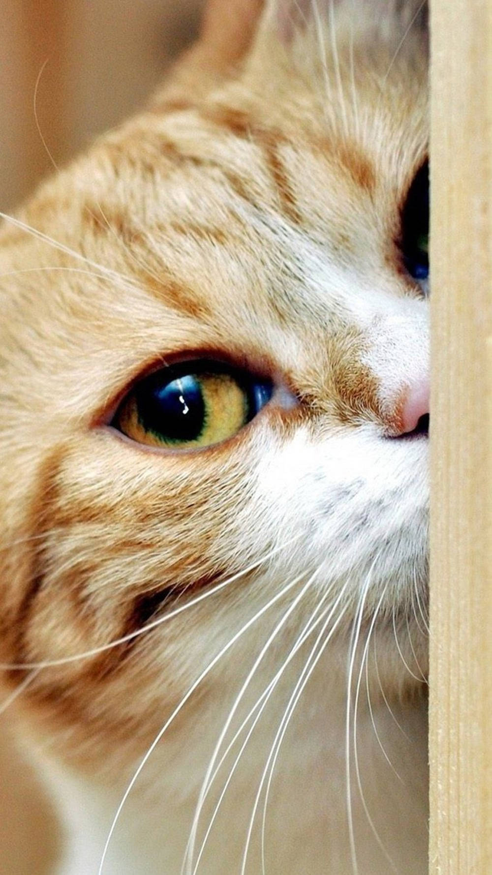 Golden Eyed Ginger Tabby Cat Iphone Wallpaper