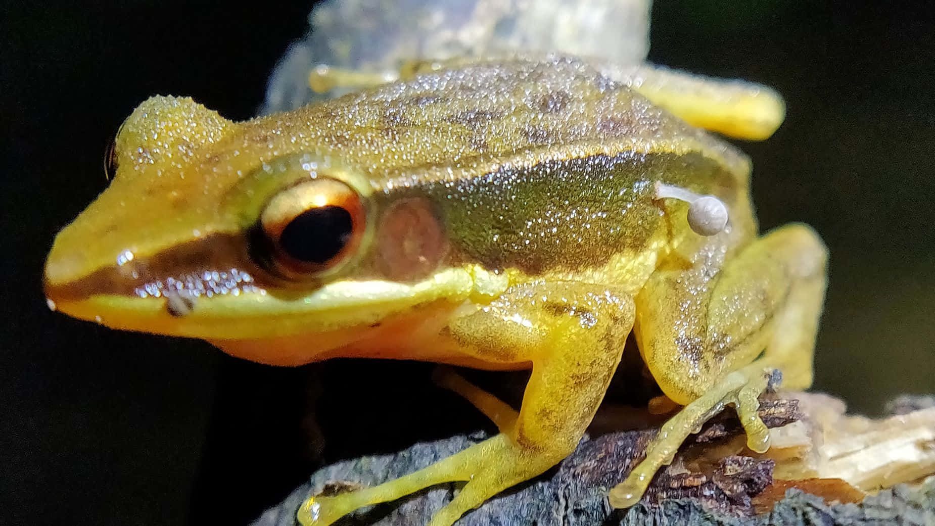 Katak Sejati Bermata Emas Di Atas Cabang Wallpaper