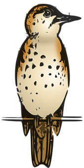 Golden Falcon Illustration PNG