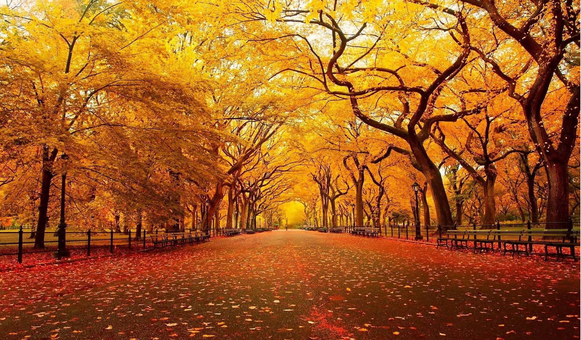 Golden Fall Park Pathway Aesthetic.jpg Wallpaper