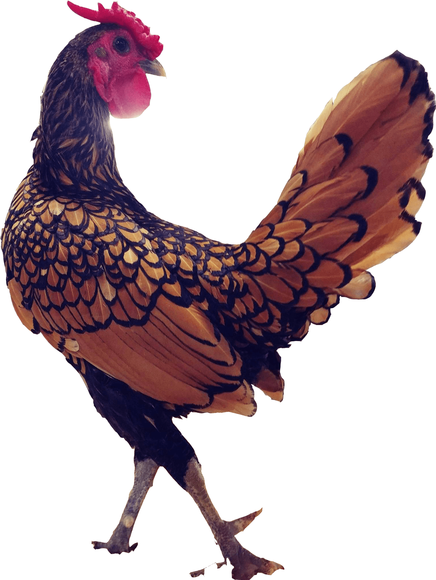 Golden Feathered Rooster Profile PNG
