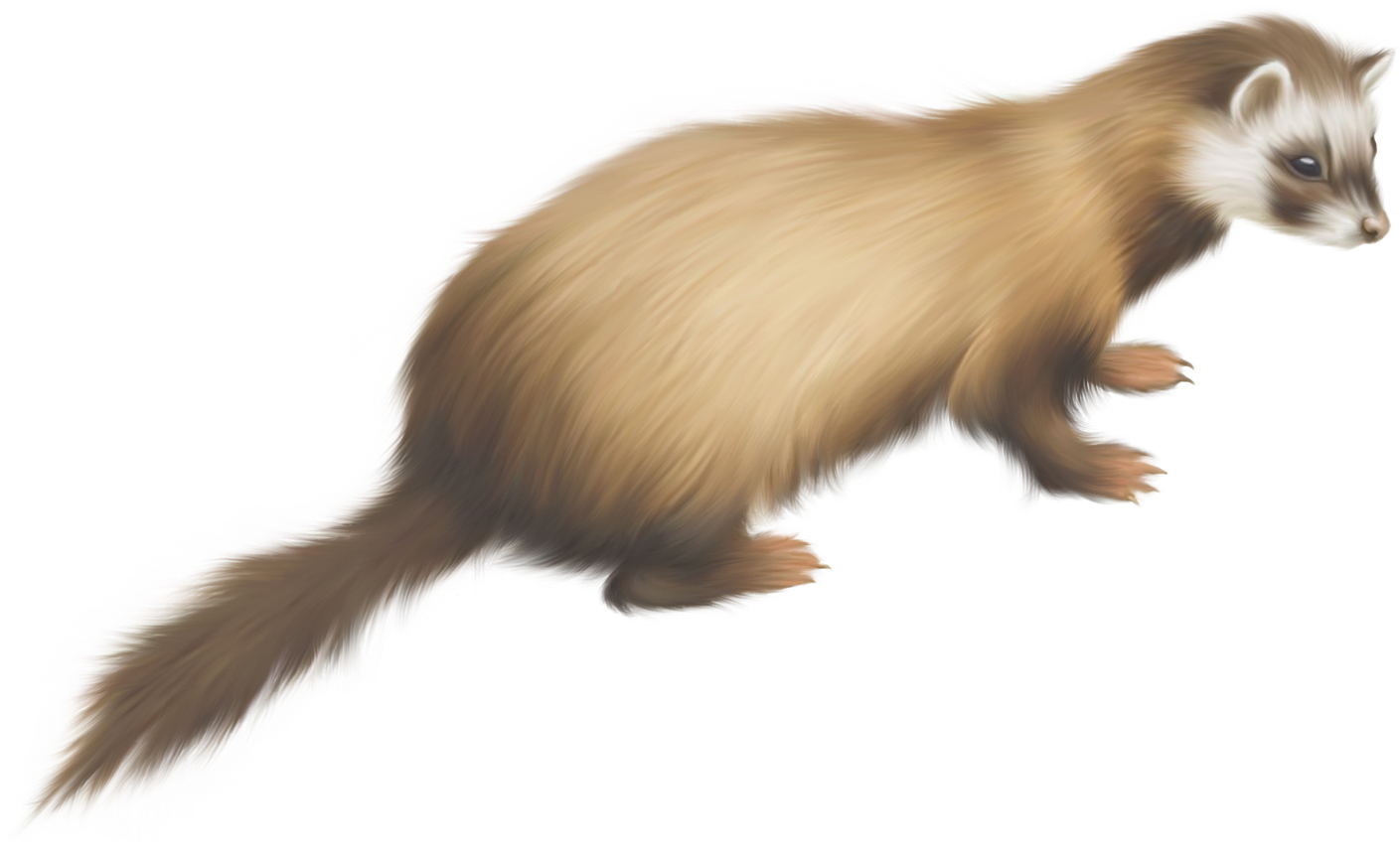 Golden Ferret Illustration PNG