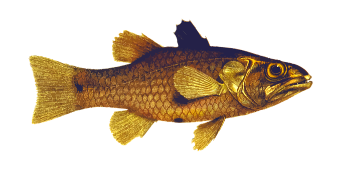 Golden Fish Black Background PNG