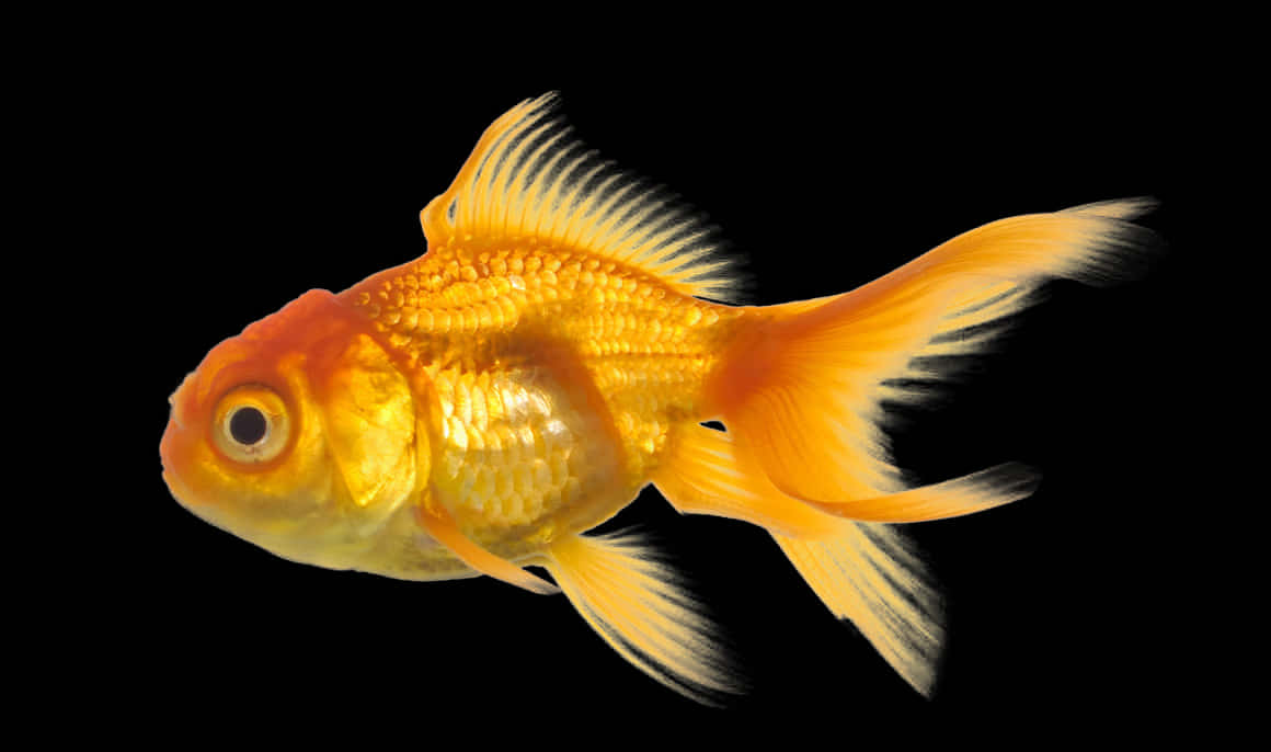 Golden Fish Black Background.jpg PNG