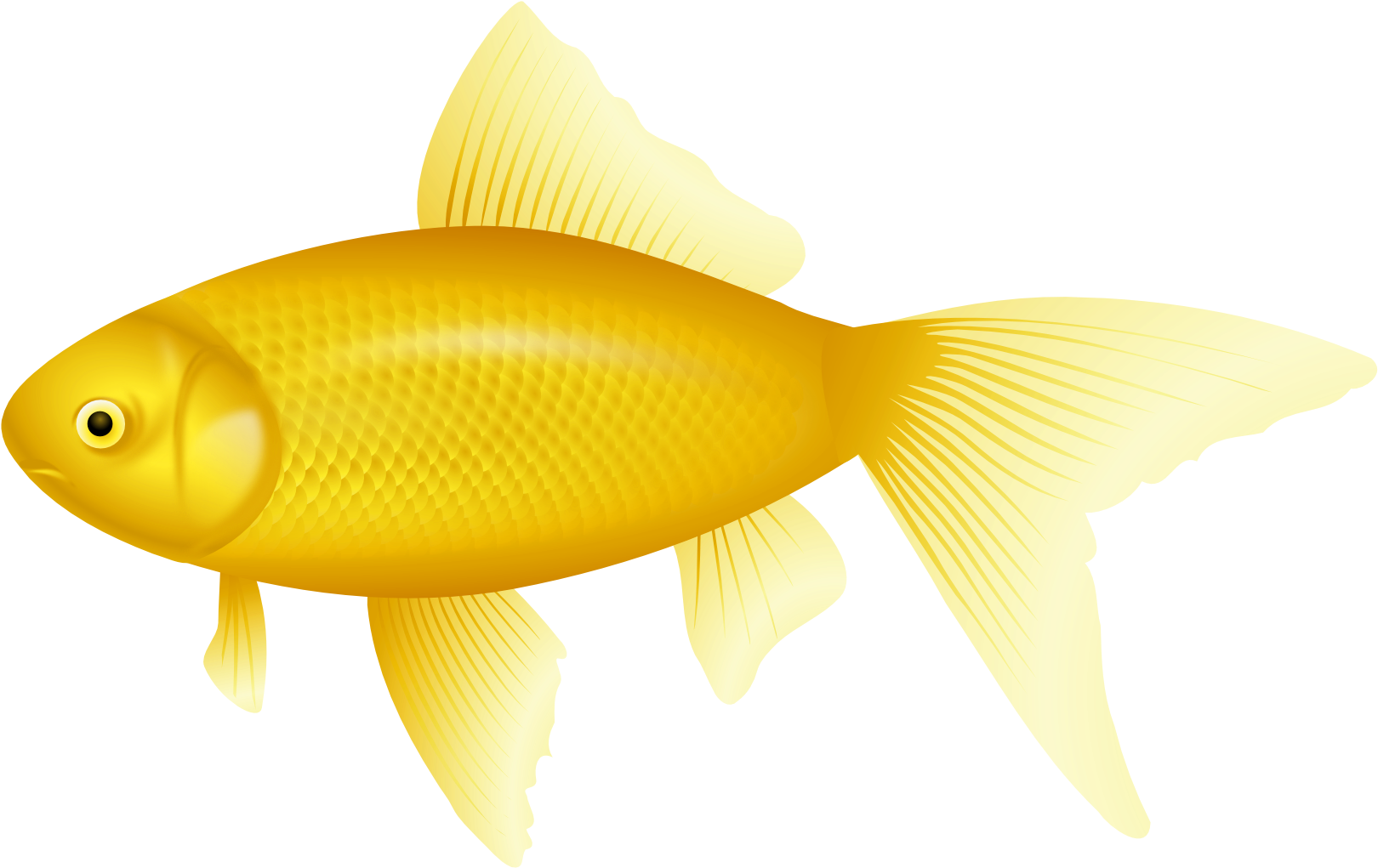 Golden Fish Illustration PNG