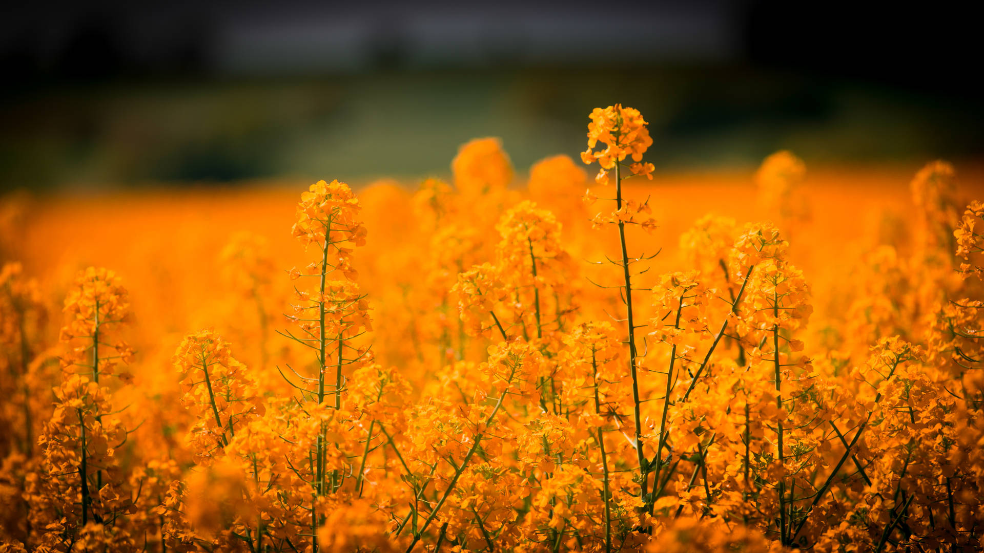 A field of golden grass and colorful flowers Wallpaper