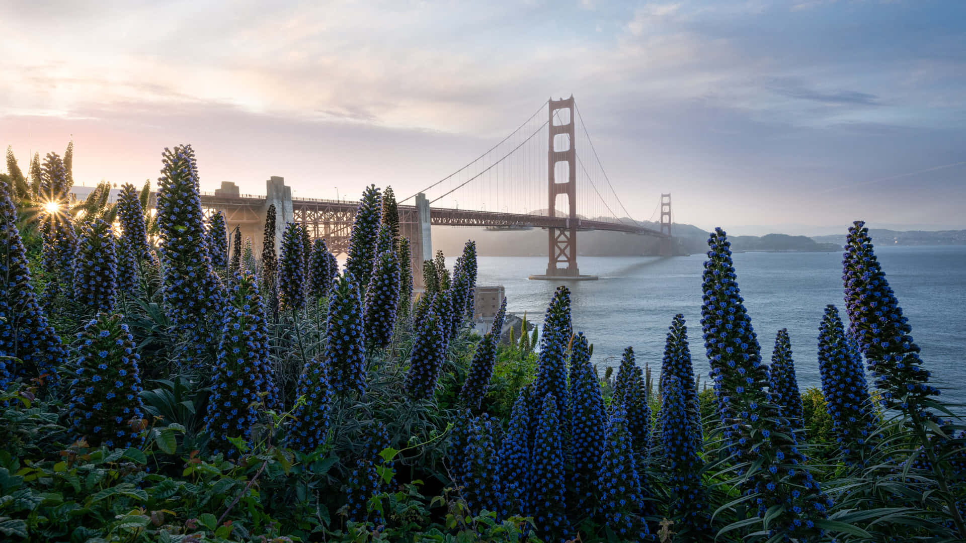Golden Gate Bridge Sunrise Floral Foreground4 K Wallpaper