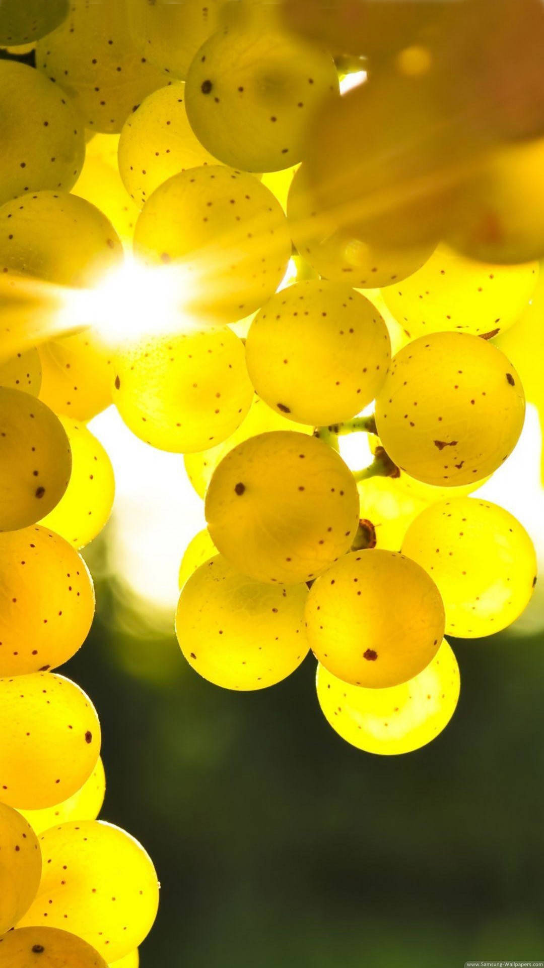 Download Golden Grapes Beautiful Phone Wallpaper 