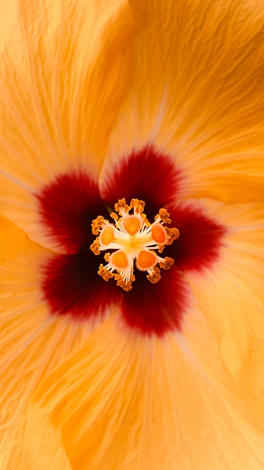 Golden Hibiscus Stigma Background