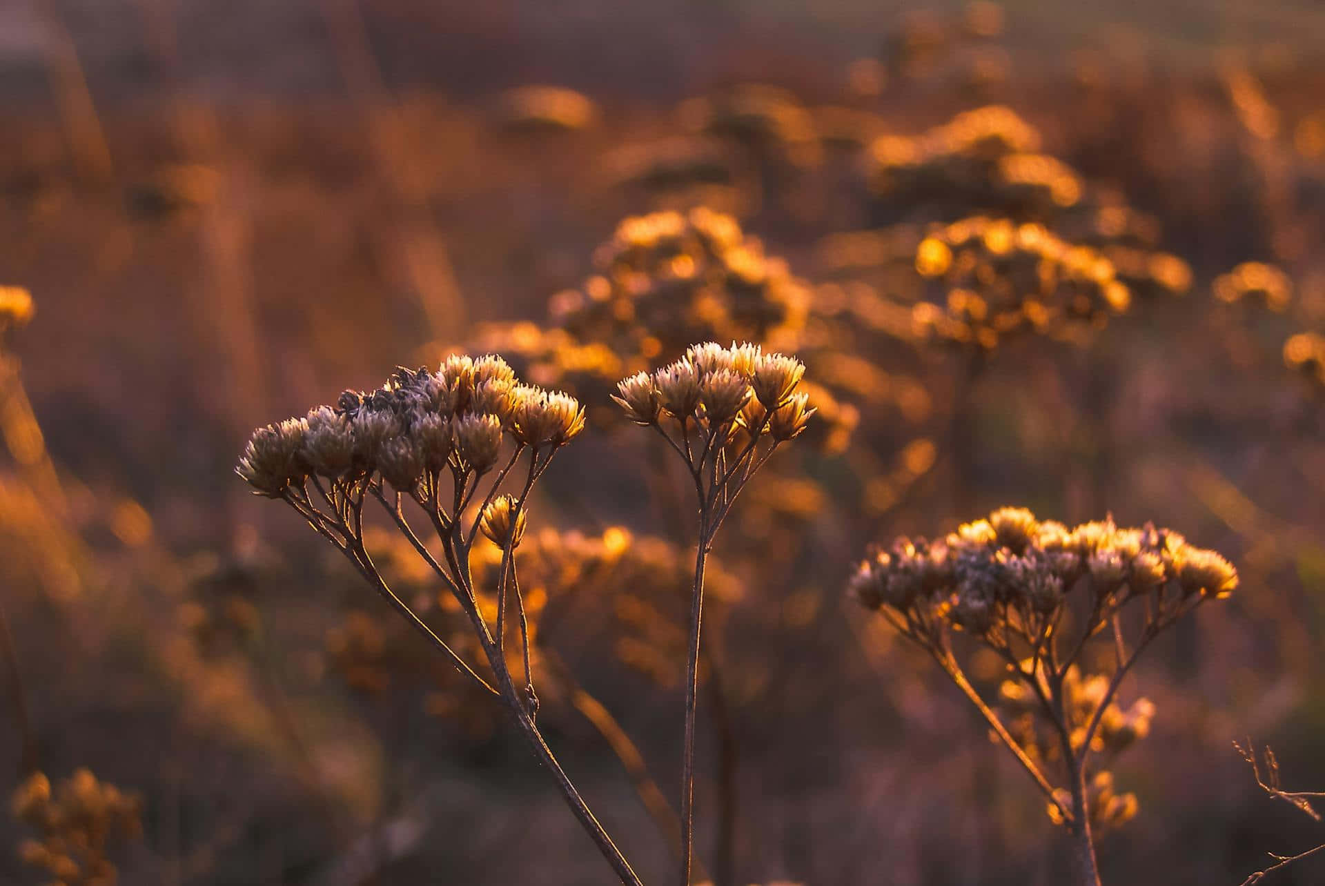 Golden Hour Autumn Wildflowers.jpg Wallpaper