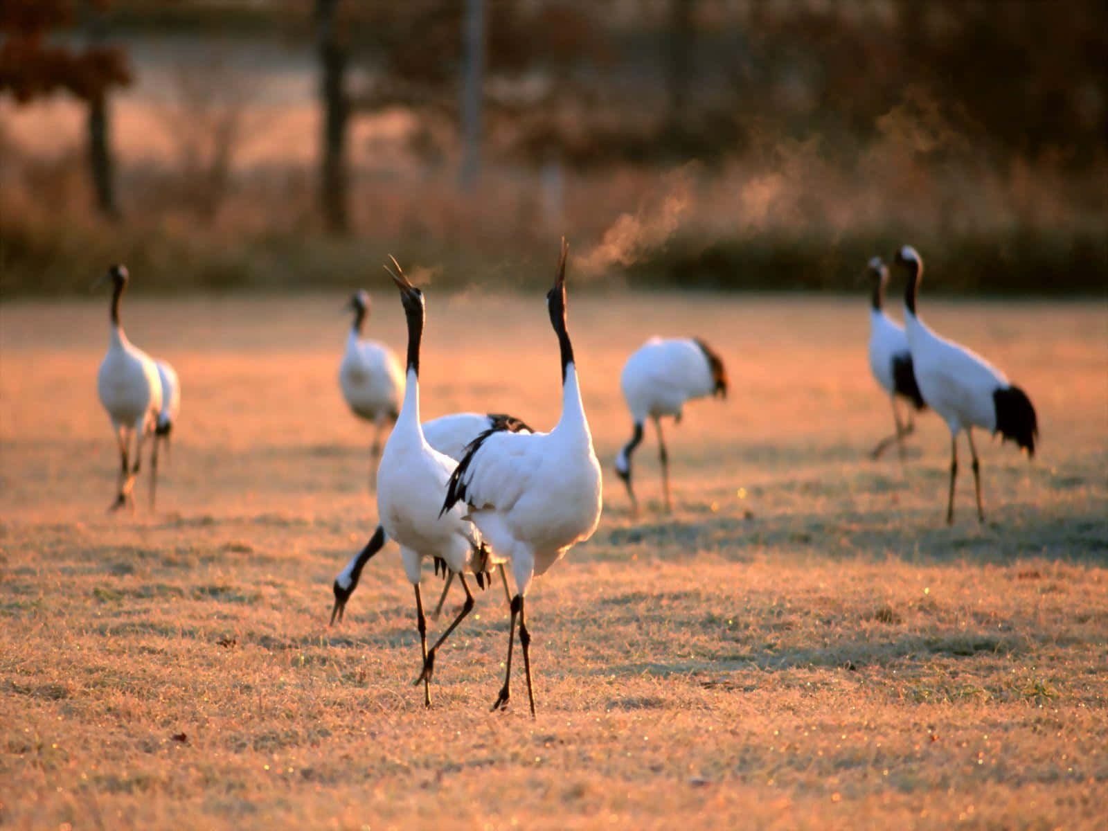 Golden Hour Cranes Gathering.jpg Wallpaper