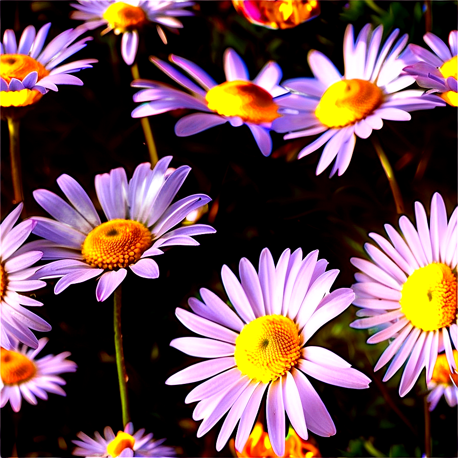 Download Golden Hour Daisies Png 79 | Wallpapers.com