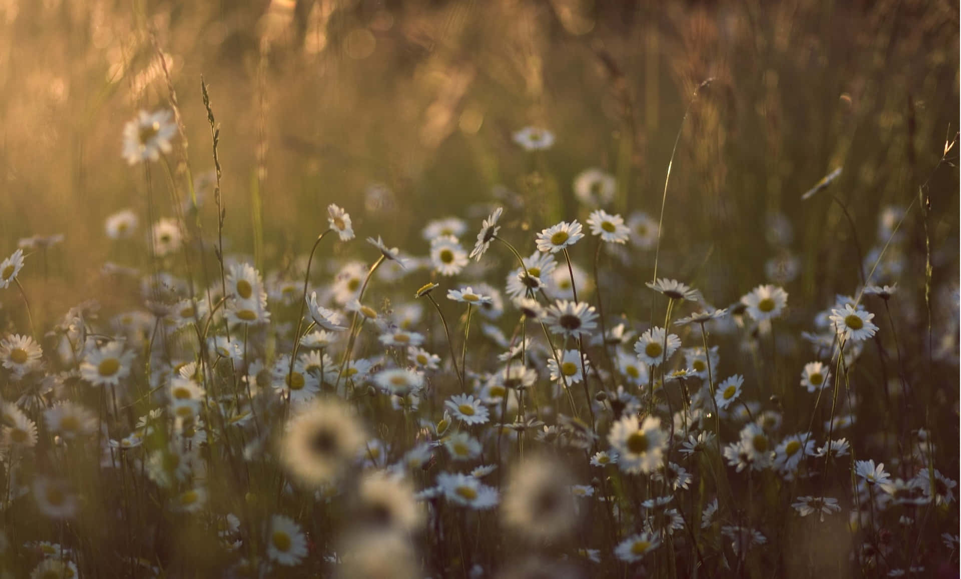 Golden Hour Daisy Field Wallpaper