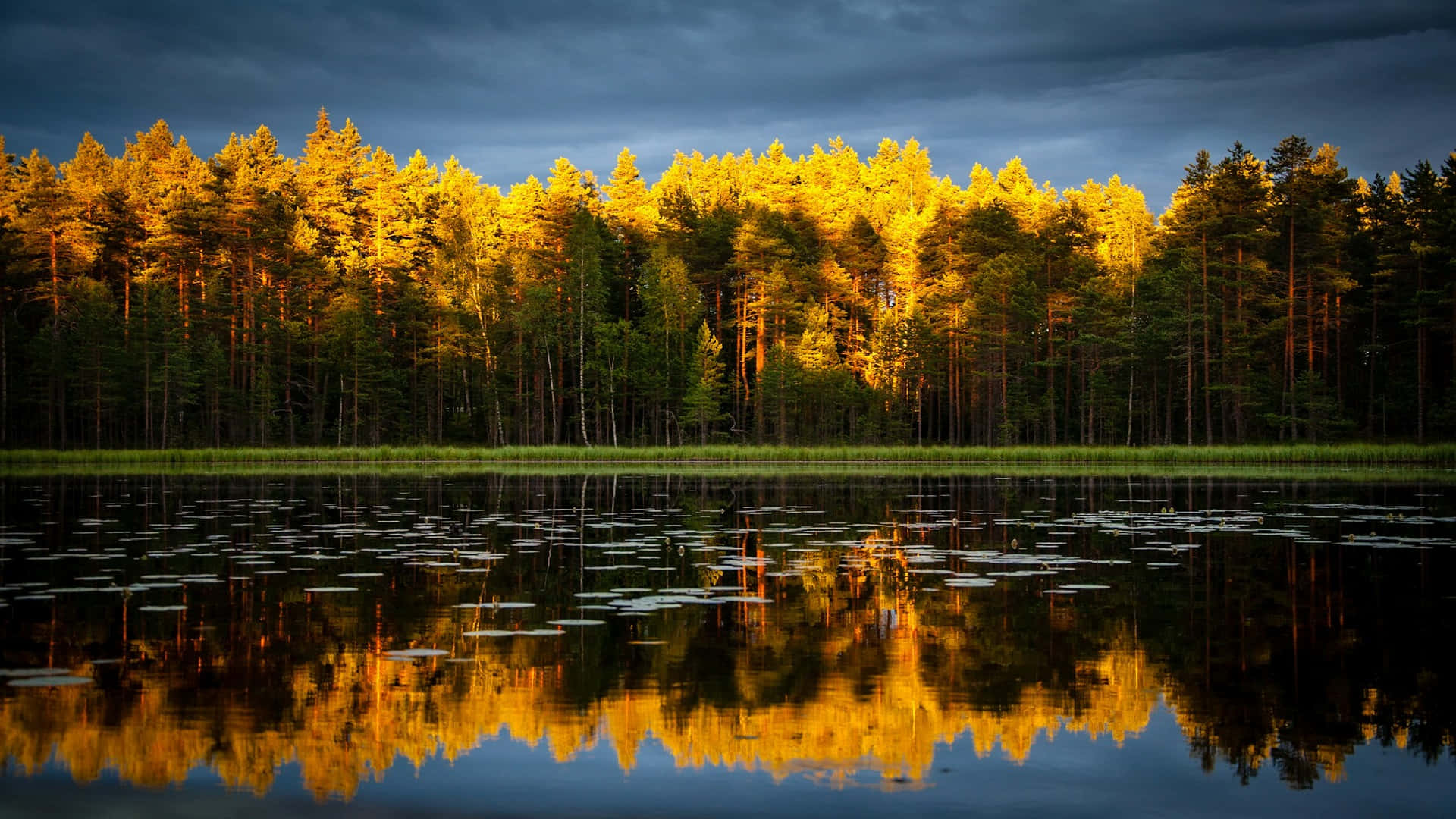 Golden Hour Forest Reflection.jpg Wallpaper