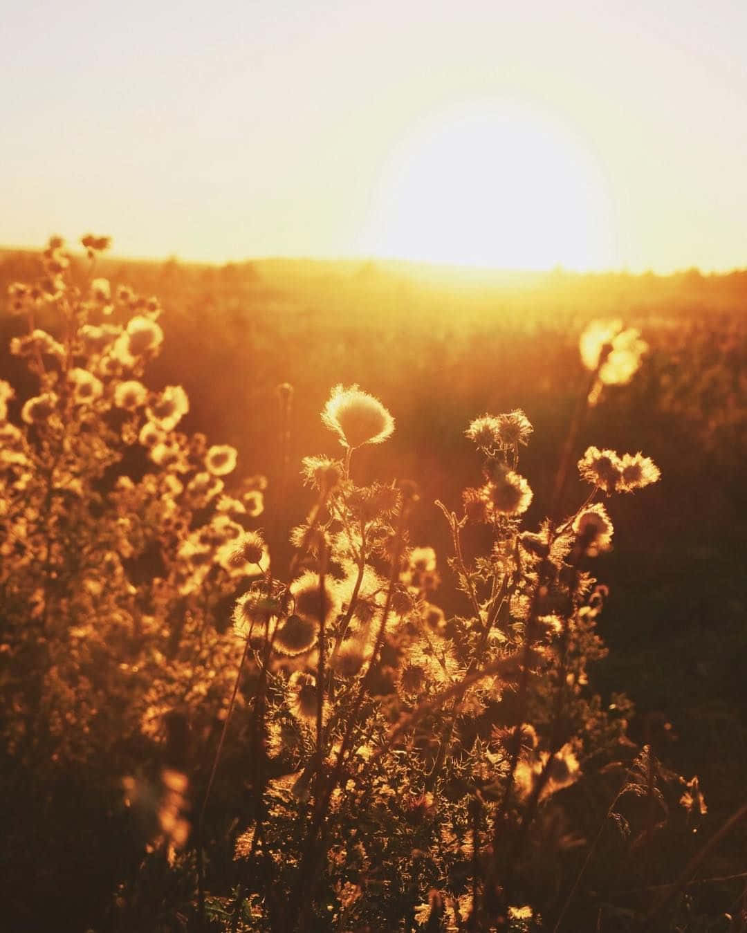 Golden Hour Meadow Glow.jpg Wallpaper