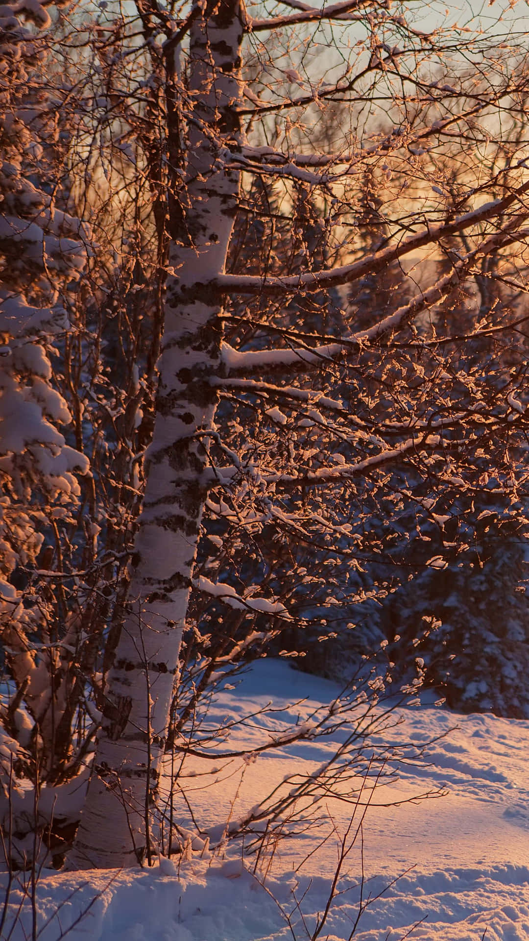 Golden Hour Snowy Birch Forest.jpg Wallpaper