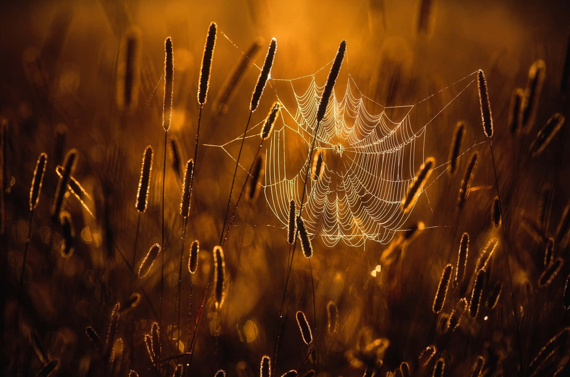 Golden Hour Spider Web Wallpaper