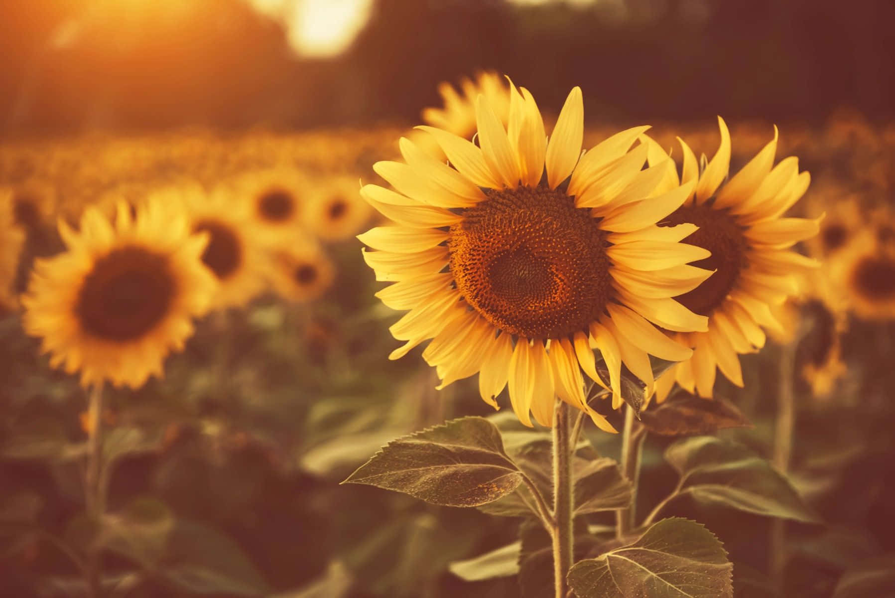 Golden Hour Sunflower Field Wallpaper