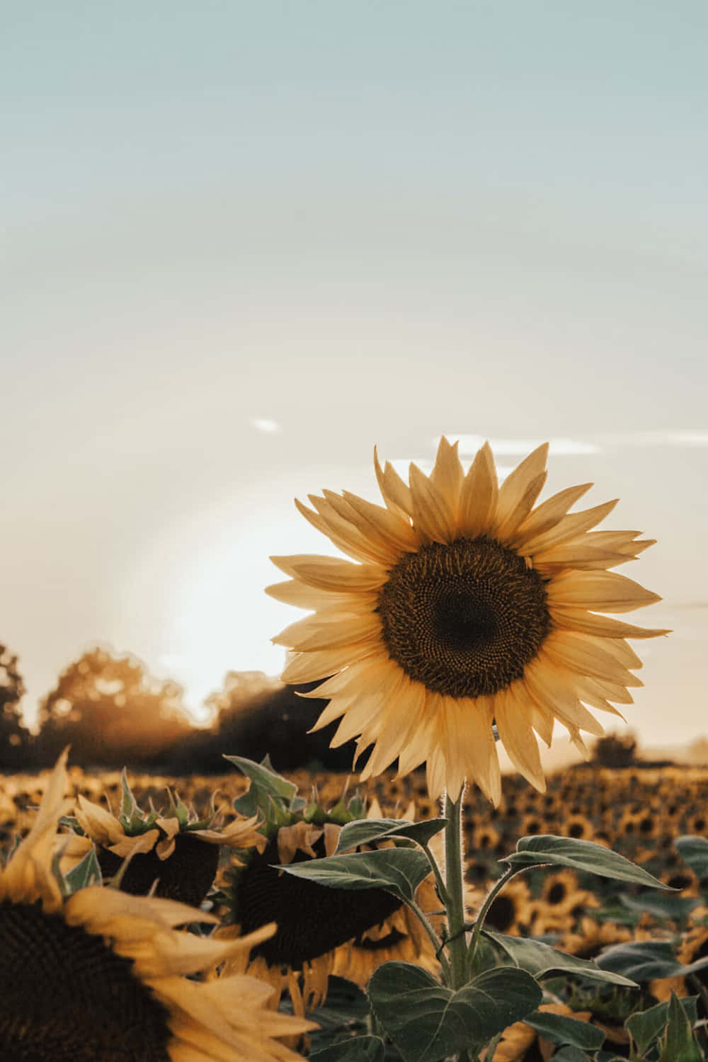 Golden Hour Sunflower Field Wallpaper