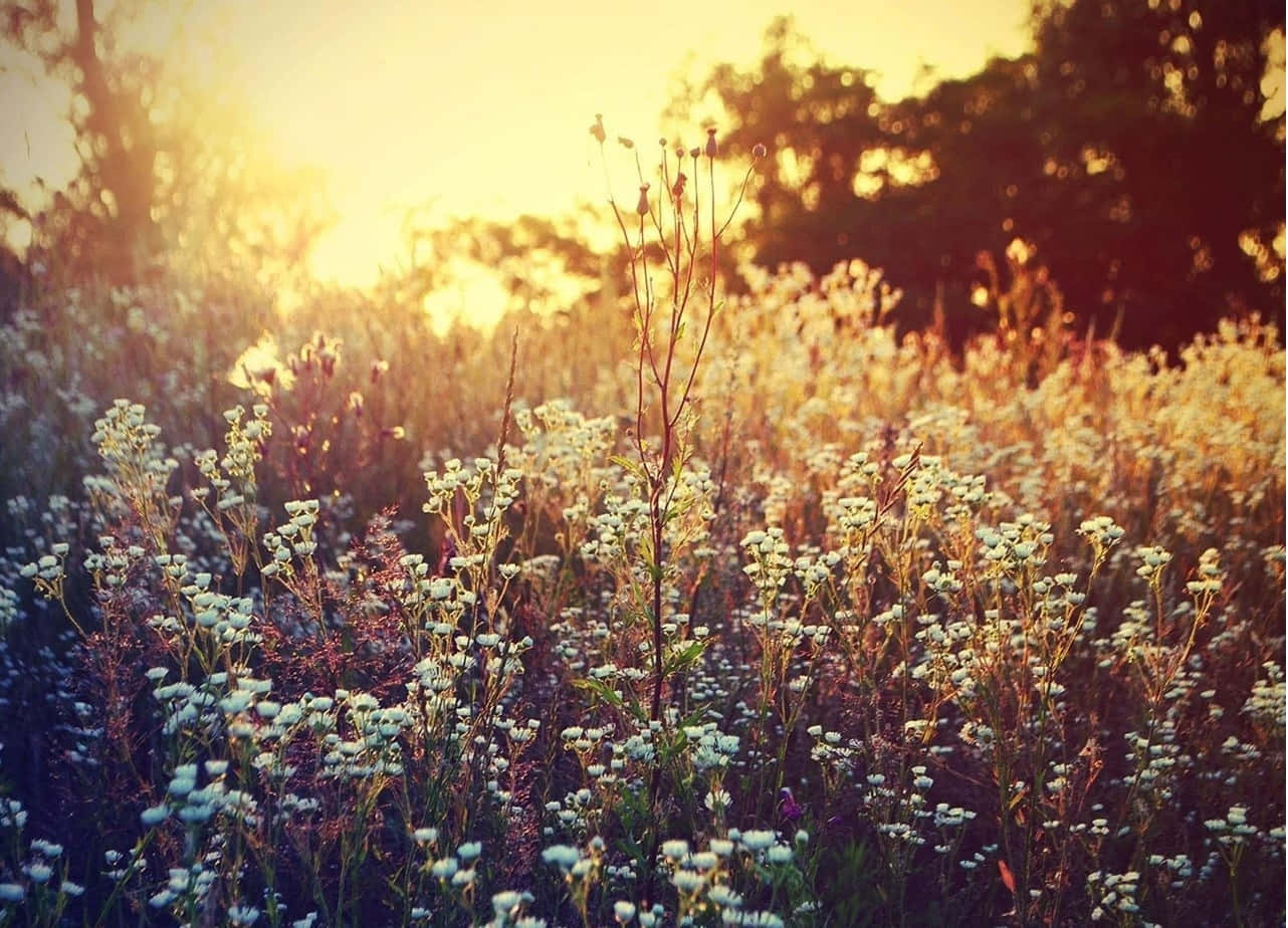 Golden Hour Wildflower Meadow.jpg Wallpaper