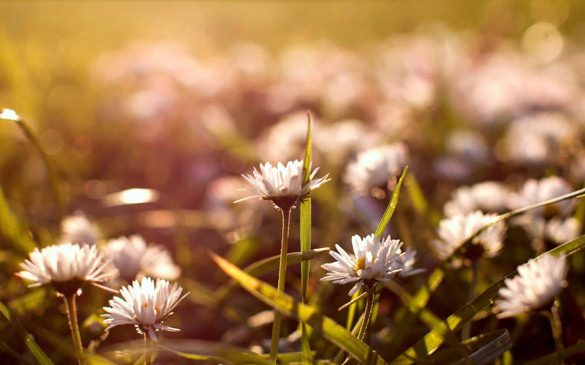 Golden Hour Wildflowers Wallpaper