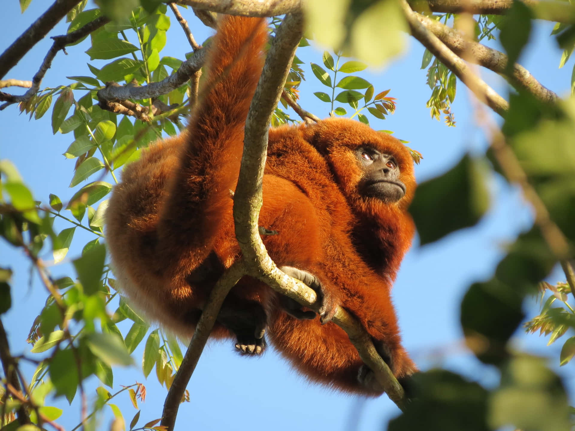 Golden Howler Monkeyin Tree Wallpaper