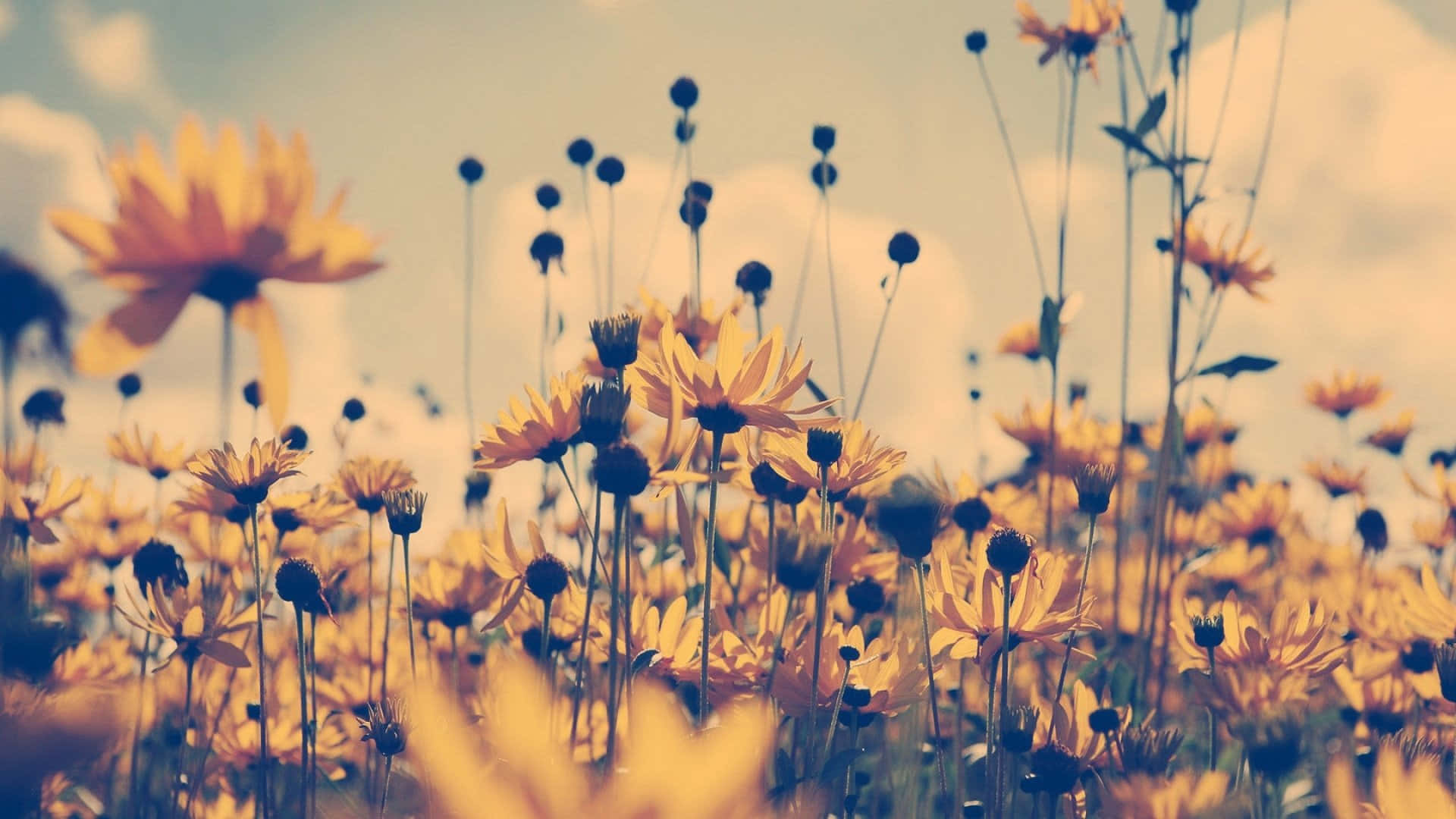 Golden Hued Fieldof Flowers Wallpaper