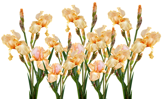 Golden_ Iris_ Bouquet_ Black_ Background.jpg PNG