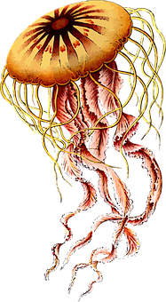 Golden Jellyfish Illustration PNG