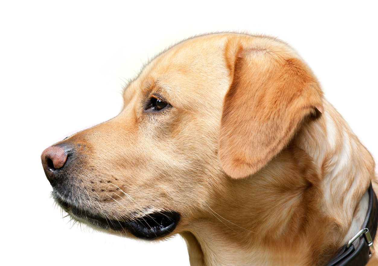 Golden Labrador Profile Portrait PNG