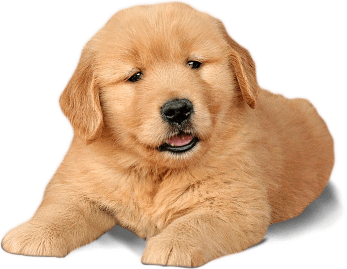 Golden Labrador Puppy Portrait PNG