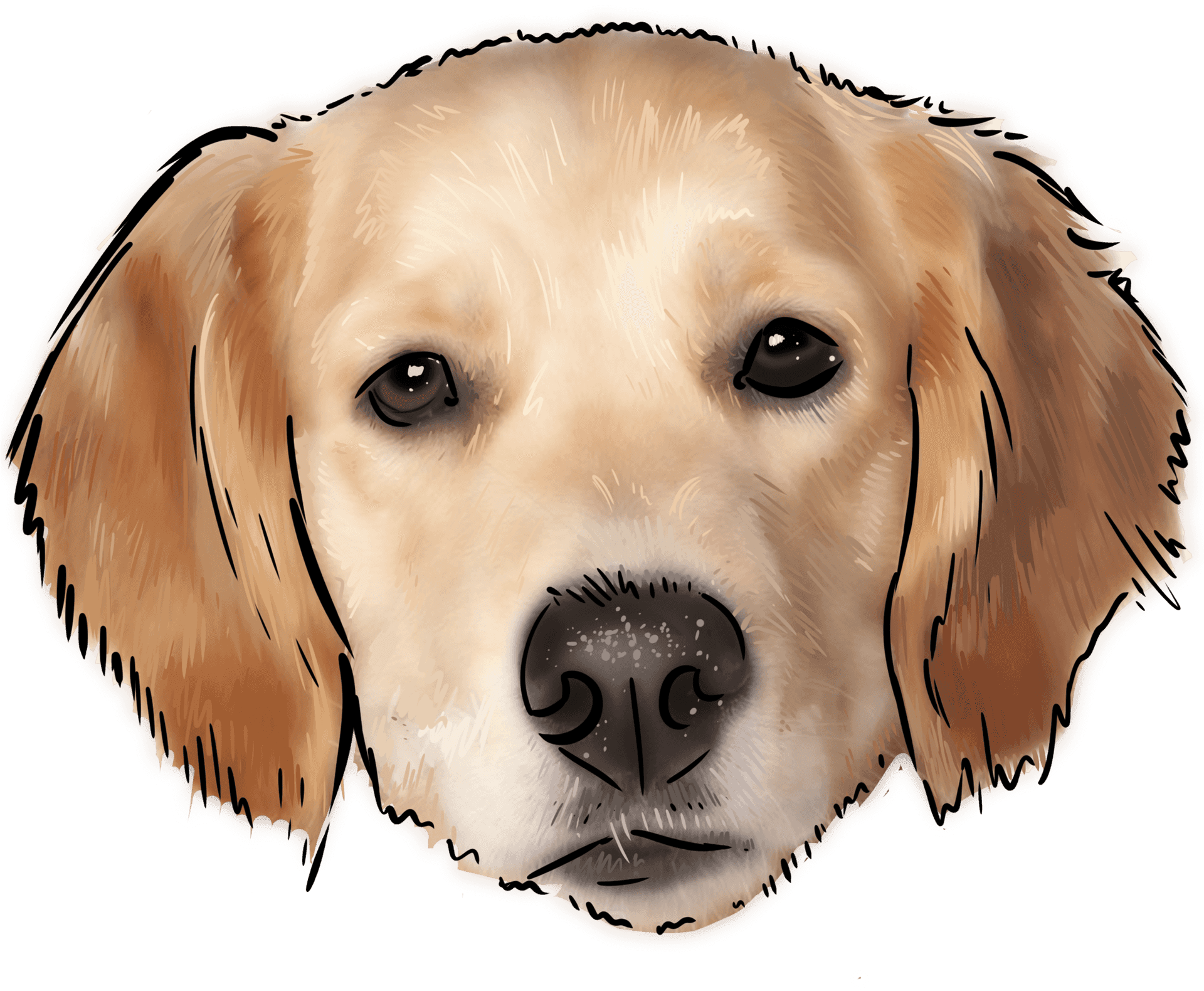 Golden Labrador Retriever Illustration PNG