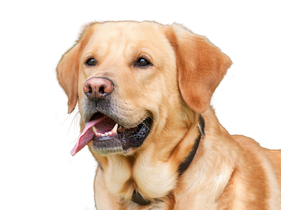 Golden Labrador Retriever Portrait PNG